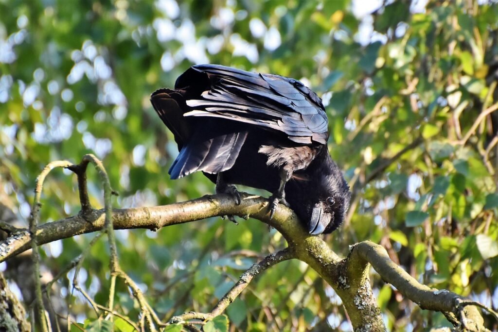 burung hitam