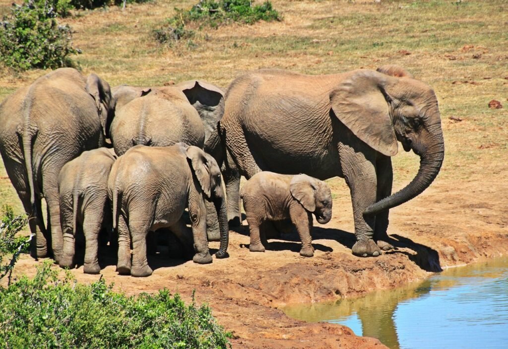 gajah